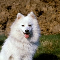 Picture of japanese spitz head study