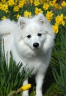 Picture of japanese spitz in daffodils, foxy