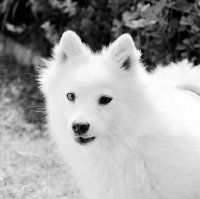 Picture of japanese spitz, portrait