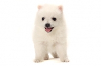 Picture of Japanese Spitz puppy barking