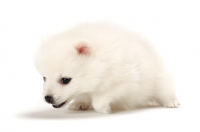 Picture of Japanese Spitz puppy in studio