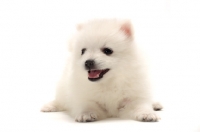 Picture of Japanese Spitz puppy lying down on white background
