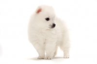 Picture of Japanese Spitz puppy on white background