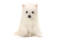 Picture of Japanese Spitz puppy sitting on white background