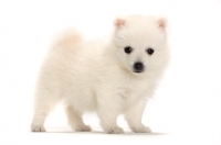 Picture of Japanese Spitz puppy standing on white background