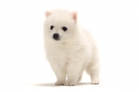 Picture of Japanese Spitz puppy standing on white background