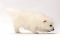 Picture of Japanese Spitz puppy walking on white background