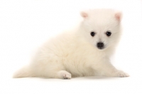 Picture of Japanese Spitz puppy