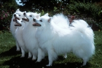 Picture of japanese spitz, side view of four happy dogs