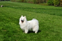 Picture of Japanese Spitz side view