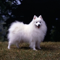 Picture of japanese spitz standing on grass