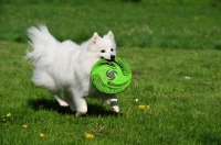 Picture of Japanese Spitz with frisbee