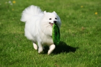 Picture of Japanese Spitz with frisbee