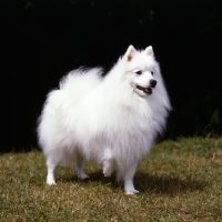 Picture of japanese spitz with one foot up
