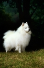 Picture of japanese spitz