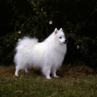 Picture of japanese spitz