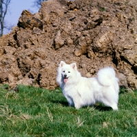 Picture of japanese spitz