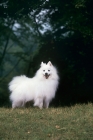 Picture of japanese spitz