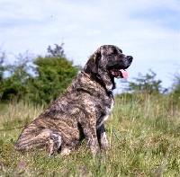 Picture of jaro de monte jaena  spanish mastiff sitting in grass