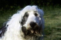 Picture of jedforest madame butterfly, old english sheepdog with her face clipped for comfort 