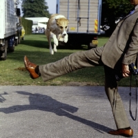 Picture of jennie loriston-clarke's lurcher jumping mr loriston-clarke's leg