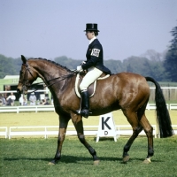 Picture of jennie loriston clarke during dressage at goodwood 1976, 