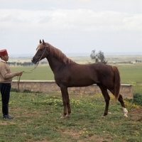 Picture of Jereime, Barb x Arab stallion at Souhalem with Moroccan handler