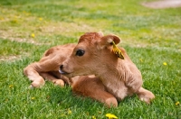 Picture of Jersey Calf