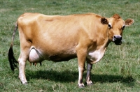Picture of jersey cow chewing cud
