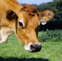 Picture of jersey cow head study