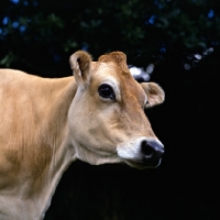 Picture of jersey cow head study