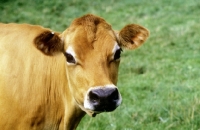 Picture of jersey cow looking at camera