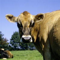 Picture of jersey cow looking at camera