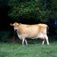 Picture of jersey cow looking interested