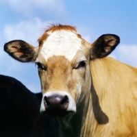 Picture of jersey cow, portrait