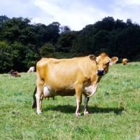 Picture of jersey cow standing in field