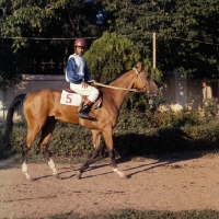 Picture of jockey riding akhal teke horse 