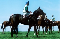 Picture of jockeys and racehorses at goodwood races