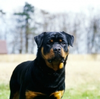Picture of joe , chesara kennels, portrait of rottweiler