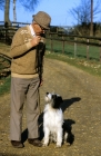 Picture of john holmes, animal trainer, training a bearded collie cross 