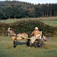 Picture of john holmes with his welsh mountain pony in greengrocers turnout 