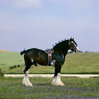 Picture of johnston realisation, clydesdale stallion with surcingle and plaited mane in scotland