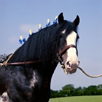 Picture of Johnston Realisation, Clydesdale stallion looking at camera