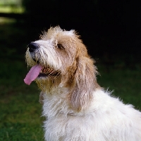 Picture of jomil rolande a cochise,  basset griffon vendeen (petit) head shot