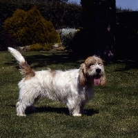 Picture of jomil rolande a cochise, basset griffon vendeen (petit) standing on grass