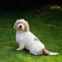 Picture of jomil rolande a cochise, basset griffon vendeen (petit), petit basset griffon vendeen sitting on grass