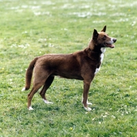 Picture of joshua of grey mesa, canaan dog 