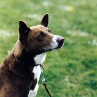 Picture of joshua of grey mesa, canaan dog head portrait