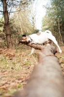 Picture of JRT attempting to drag a fallen tree