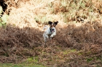 Picture of JRT running through dead Fern in woods